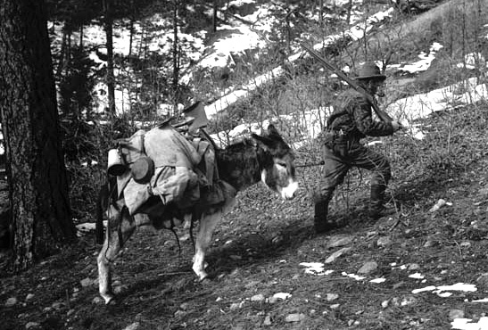 PROSPECTOR_BURRO_C1900.jpg